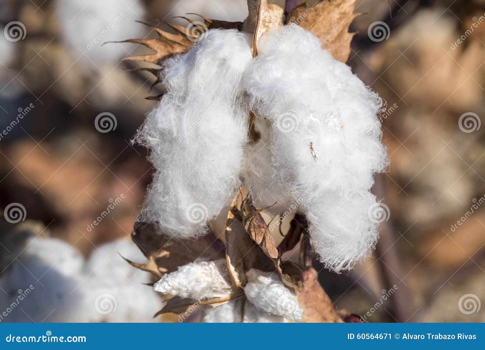 Cotton Plant Ready To Harvest Stock Image Image of harvesting