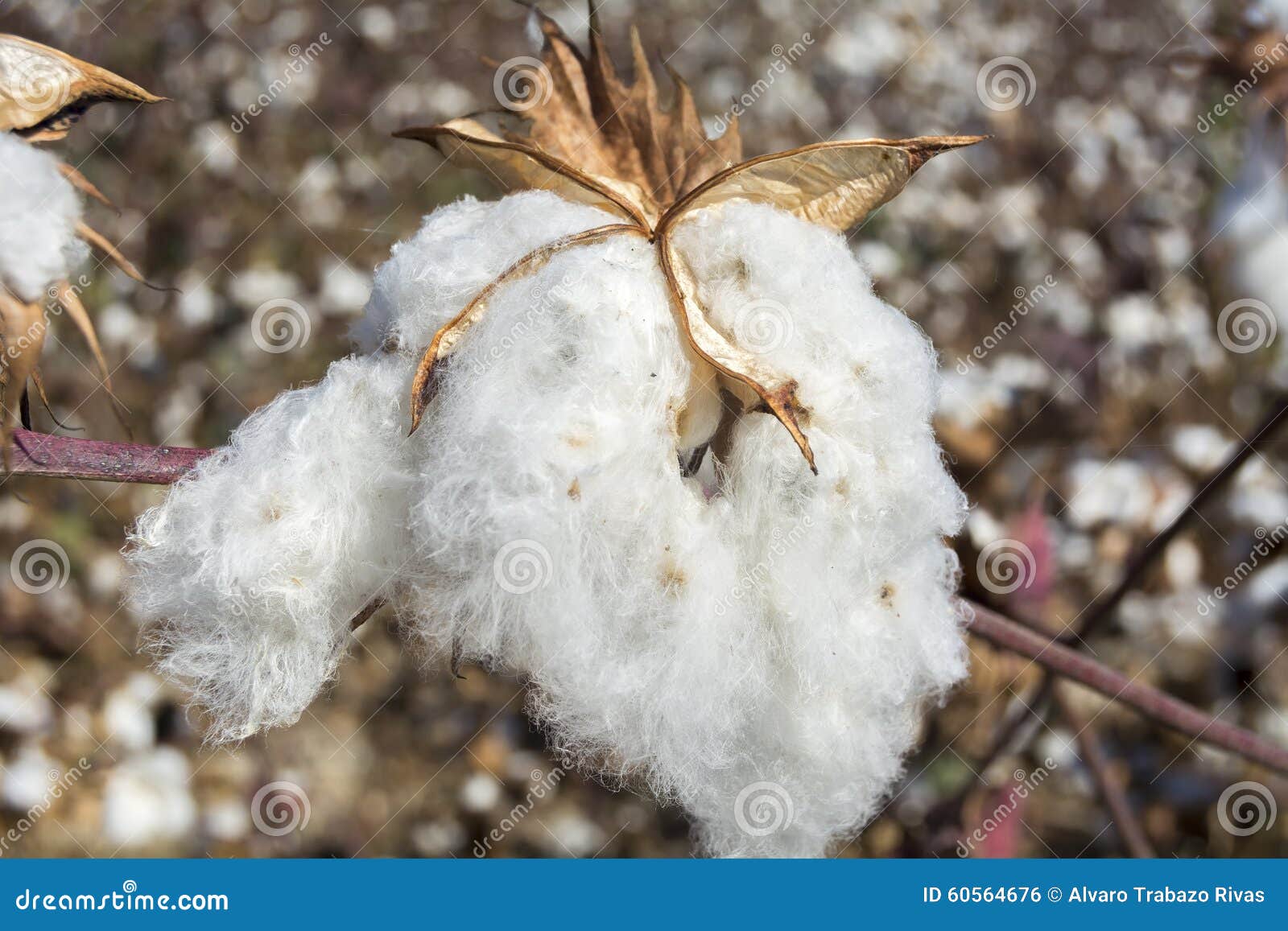 Cotton Plant Ready To Harvest Stock Photo Image of branch, detailed