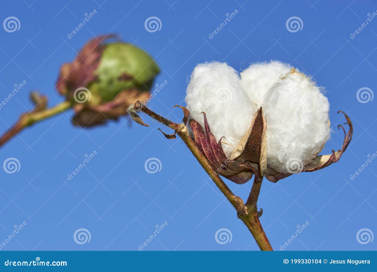 cotton plantation in puebla de cazalla, province of seville. spain
