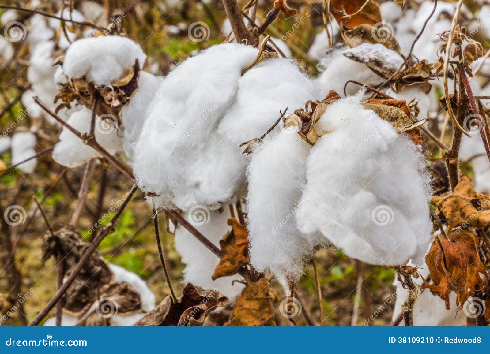Cotton Plants stock photo. Image of cotton, farm, agriculture 38109210