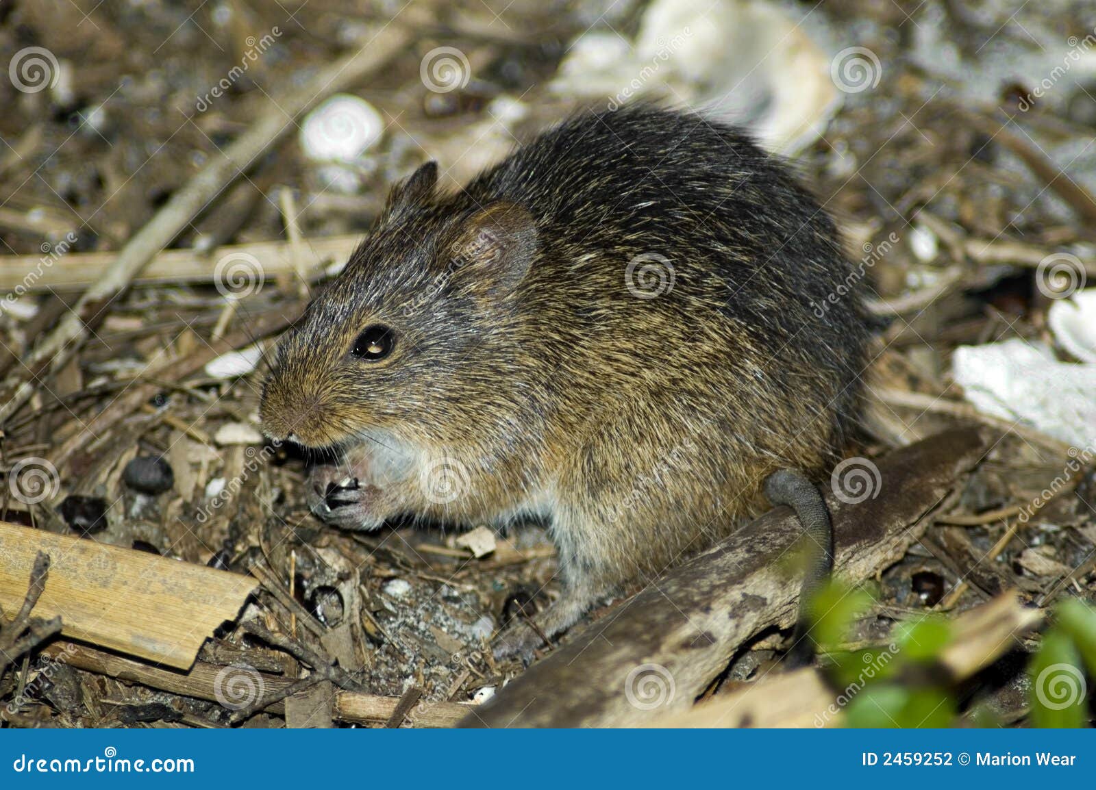Cotton rat stock photo. Image of eating, sigmodon, whiskers 2459252