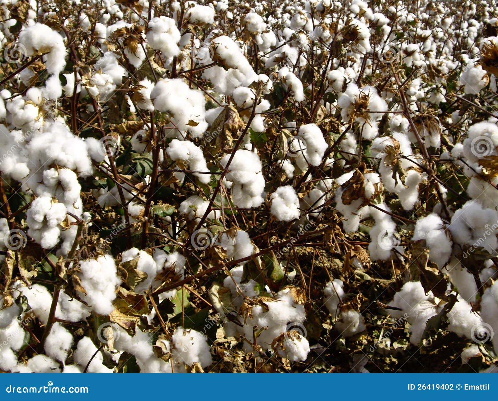 Cotton in the raw stock photo. Image of rural, states 26419402