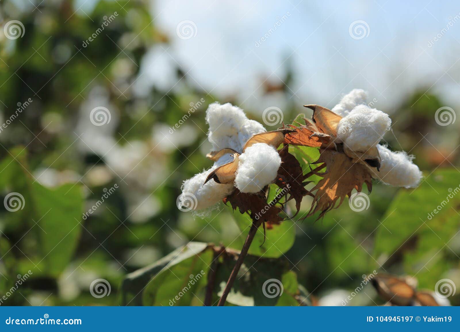 Cotton Raw Materials for Clothes Stock Image Image of fabric, fashion