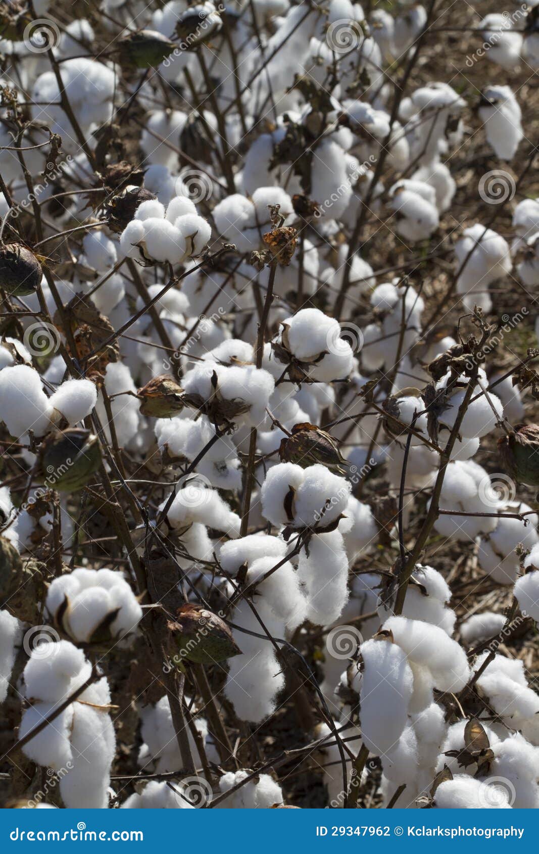 Cotton Ready for Harvest in Alabama Stock Photo Image of alabama