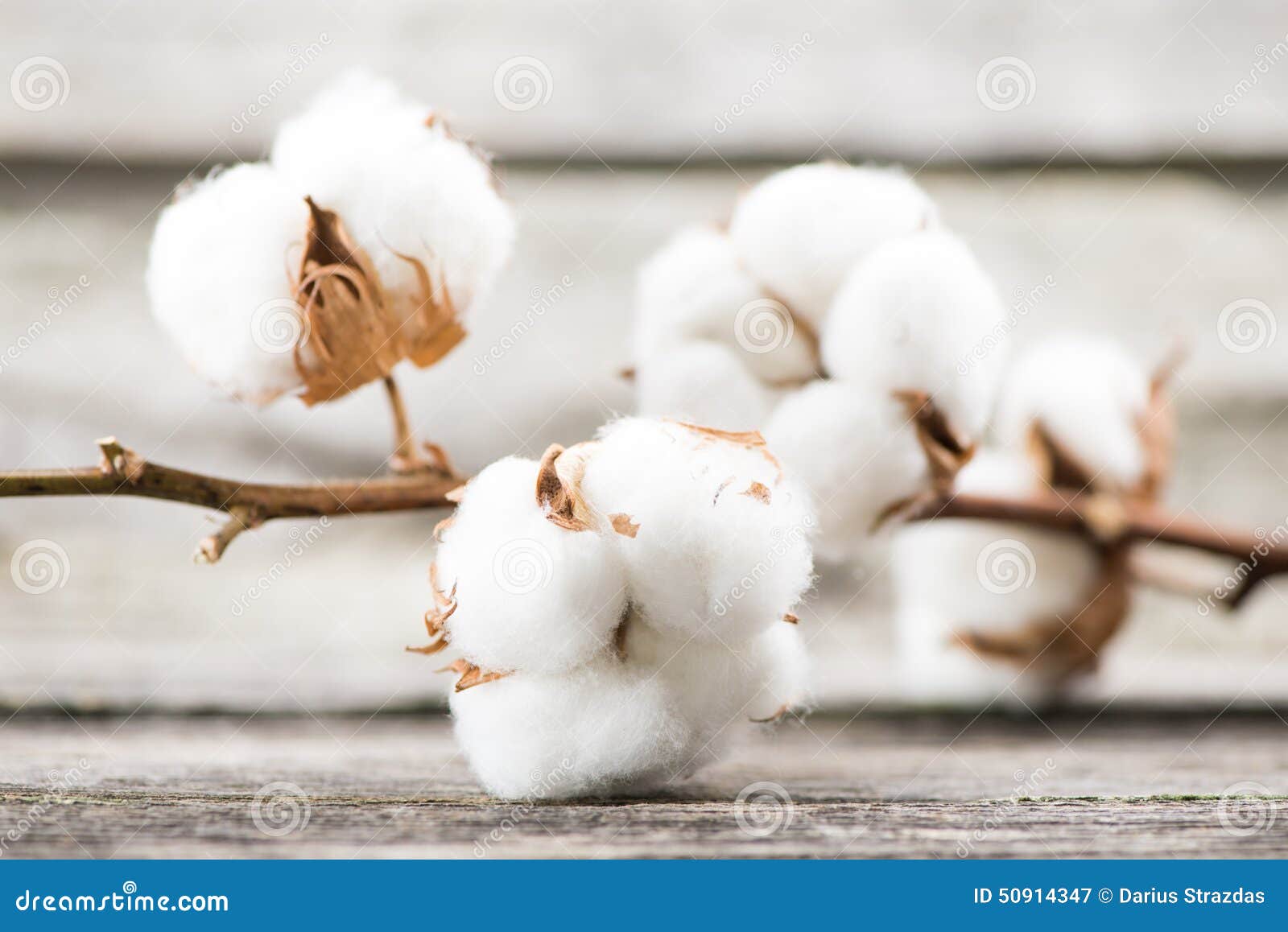 cotton