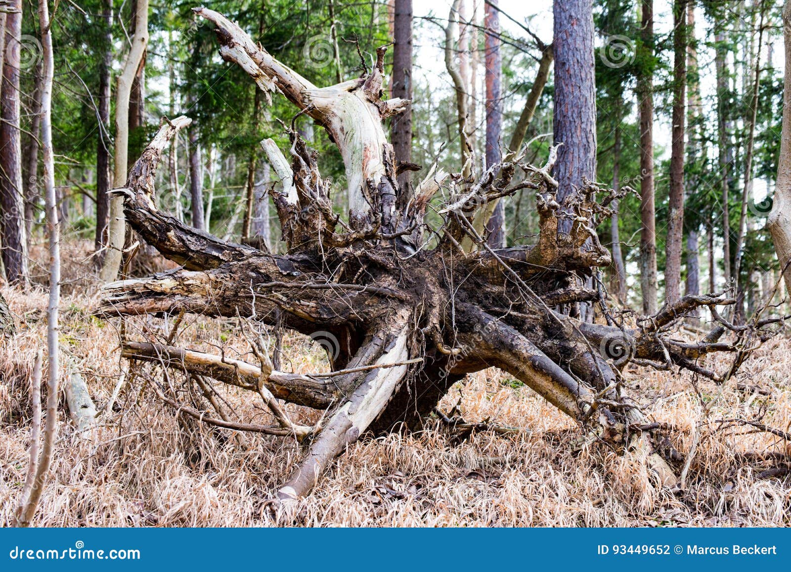 624 Cotton Root Photos Free & RoyaltyFree Stock Photos from Dreamstime