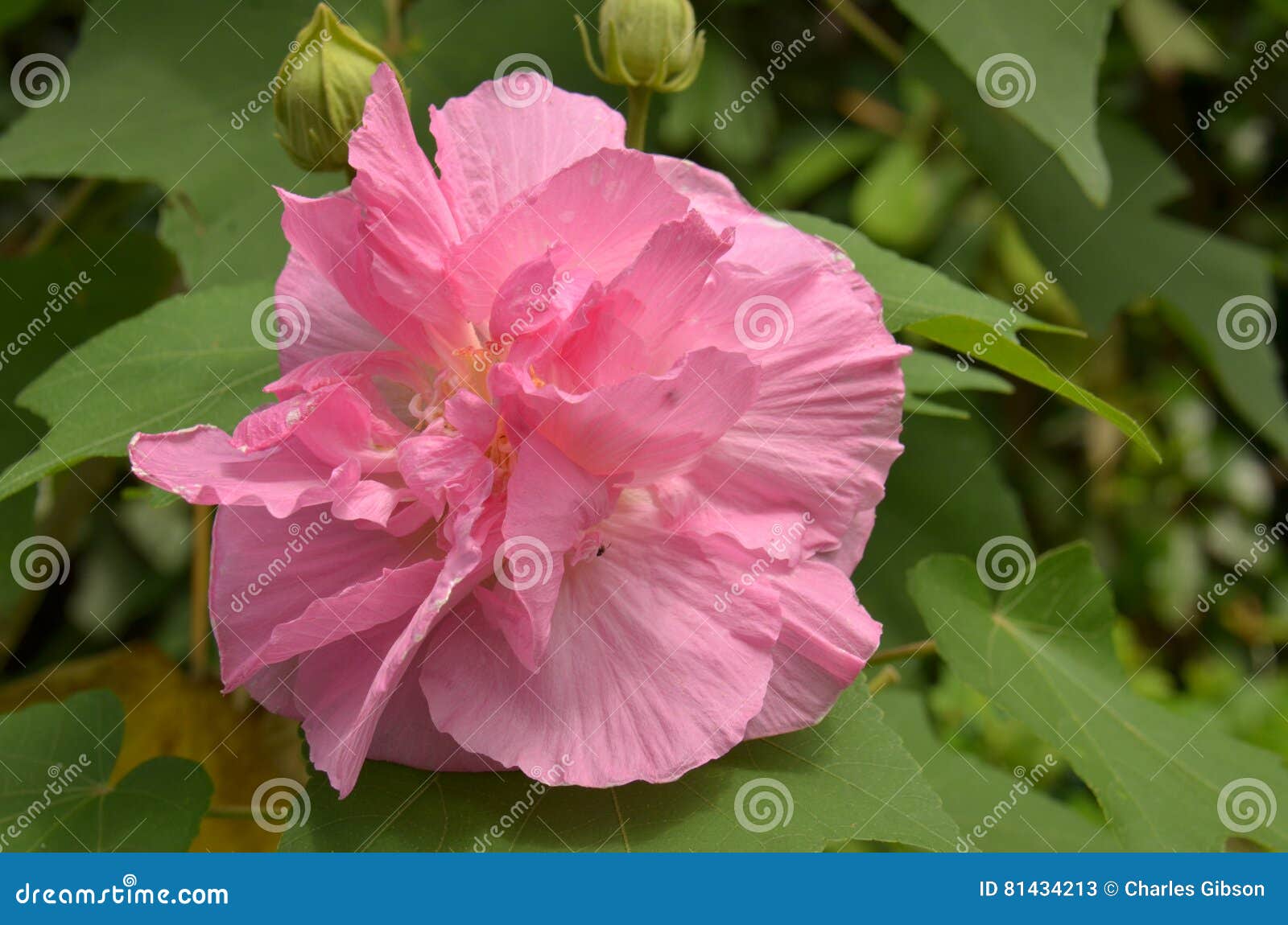 Cotton Rose Hibiscus Mutabilis Stock Image - Image of blossoms, petals ...