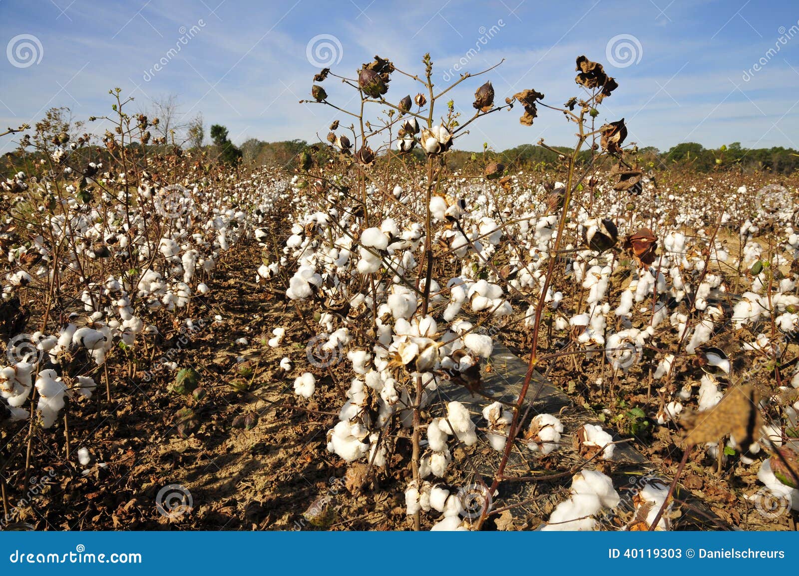 Cotton Shrubs stock image. Image of crop, plant, export 40119303