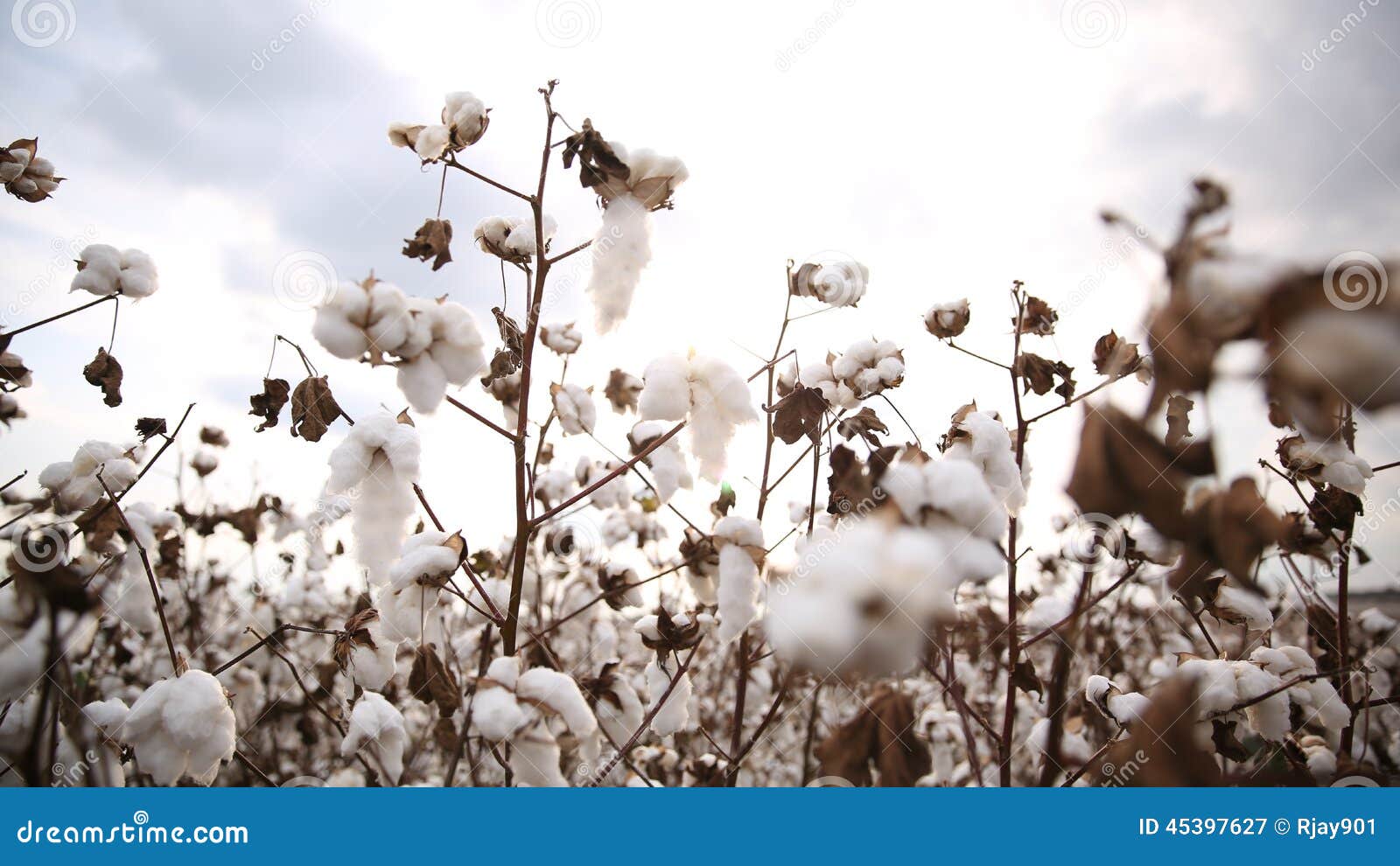 Cotton stock image. Image of field, agriculture, carolina 45397627