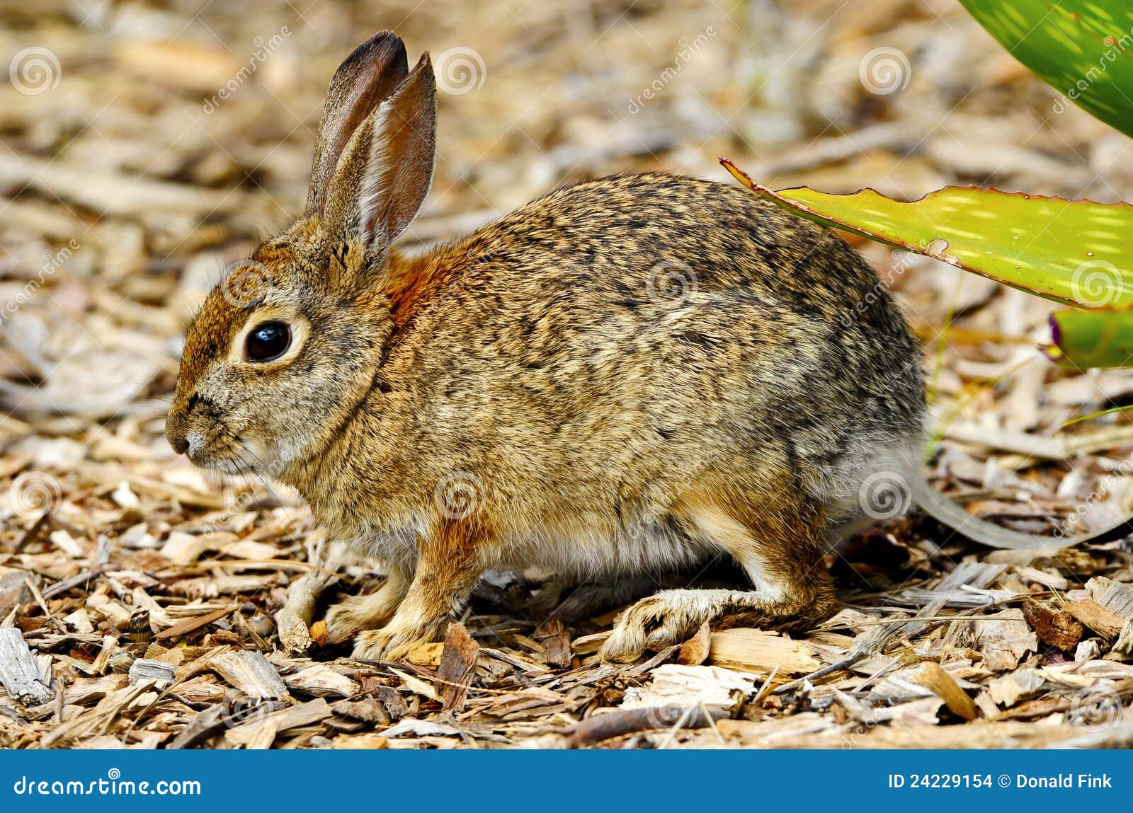 Cotton Tail stock photo. Image of profile, tail, bunny 24229154