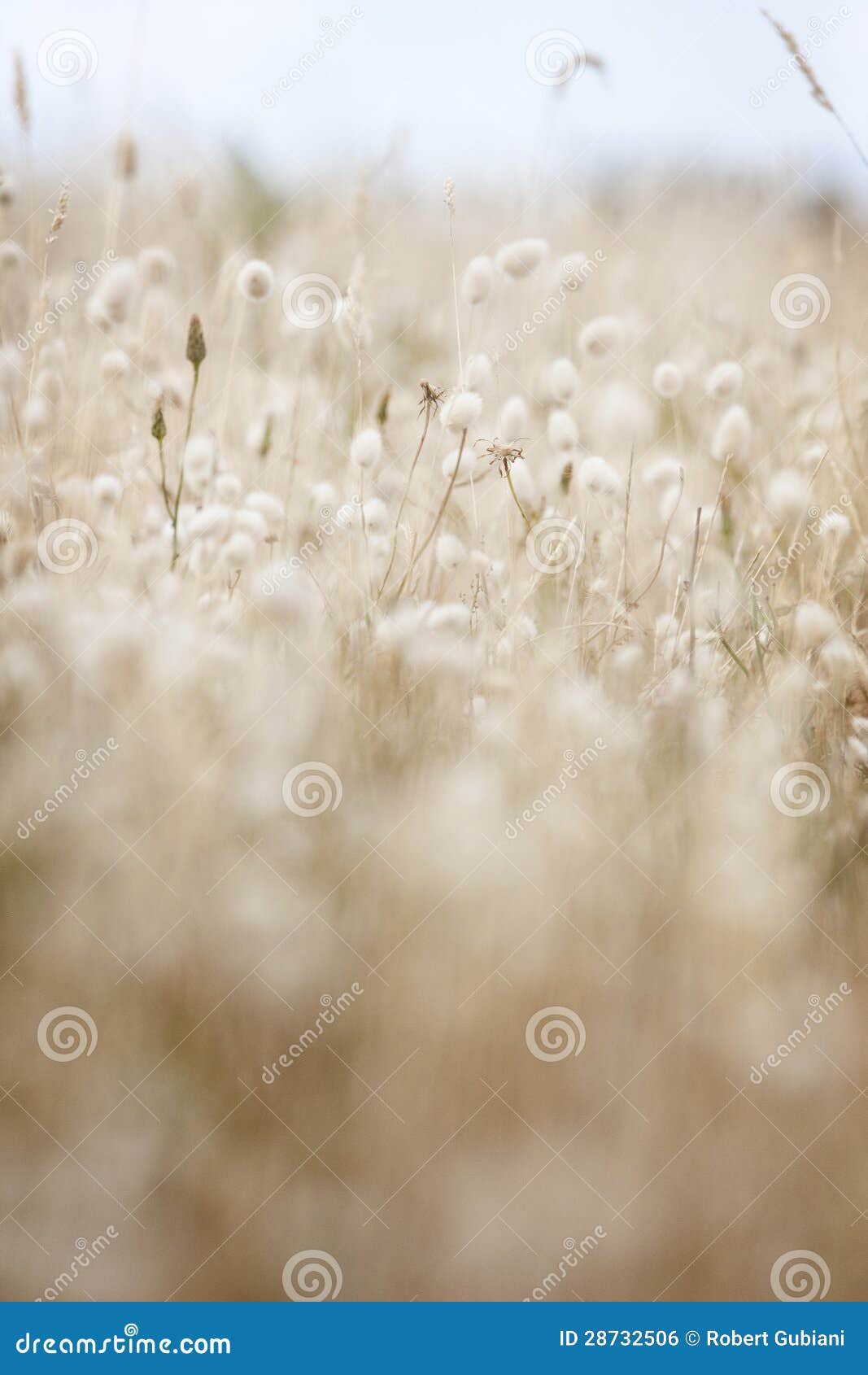 Cotton tails and grass stock photo. Image of summer, budding 28732506