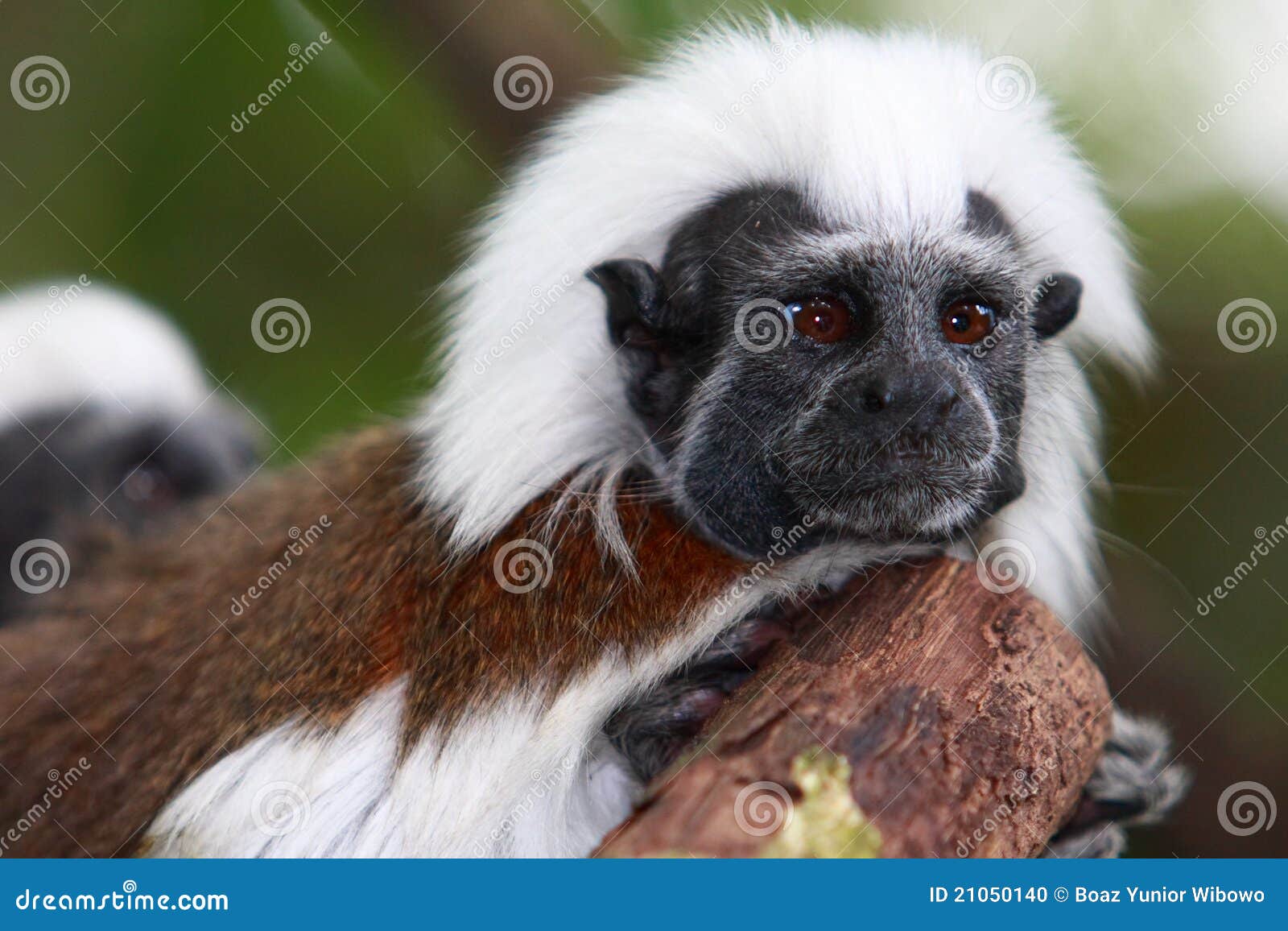 cotton-top tamarin