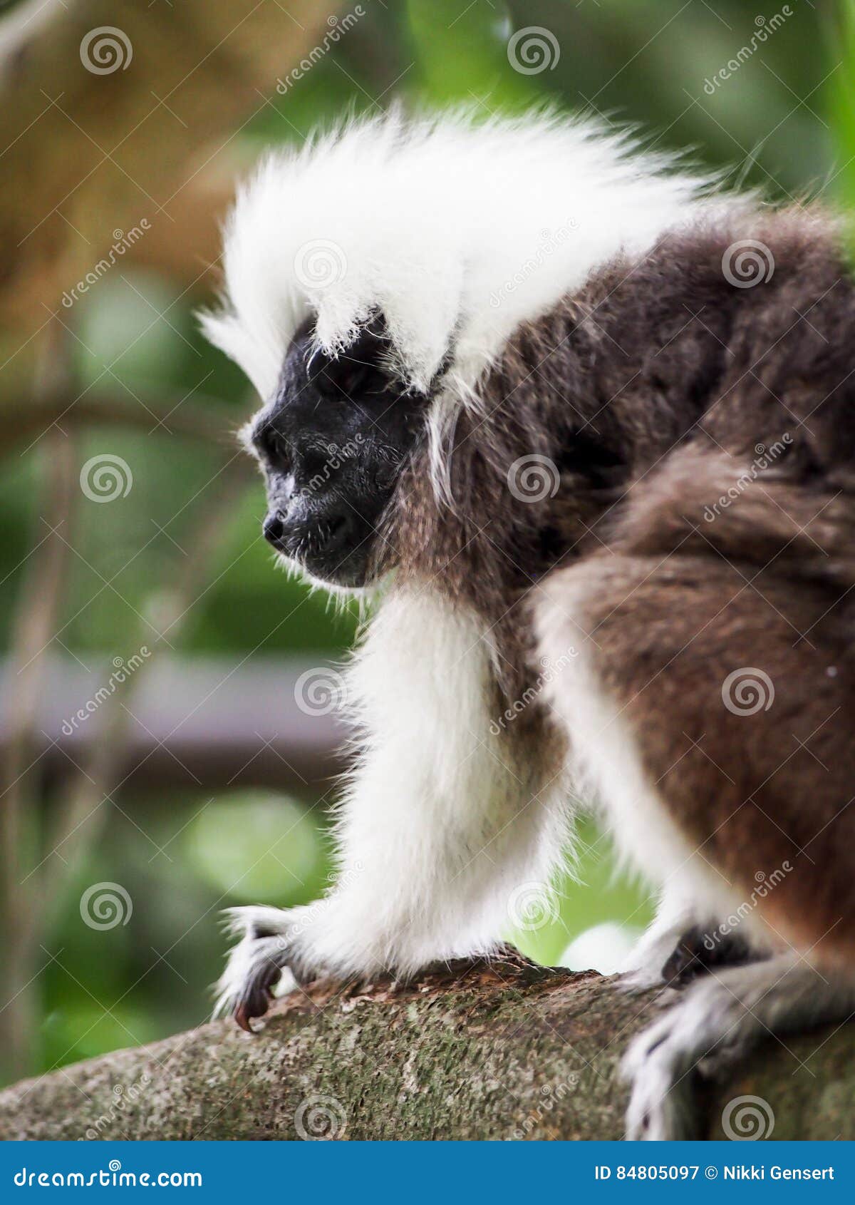 Cotton Top Tamarin Monkey With White Hair Stock Image Image Of