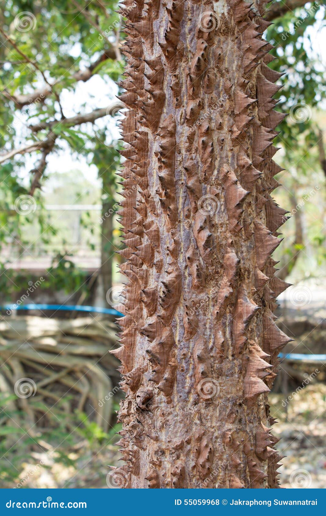 Cotton Tree With Many Of Thorns Stock Photo Image 55059968