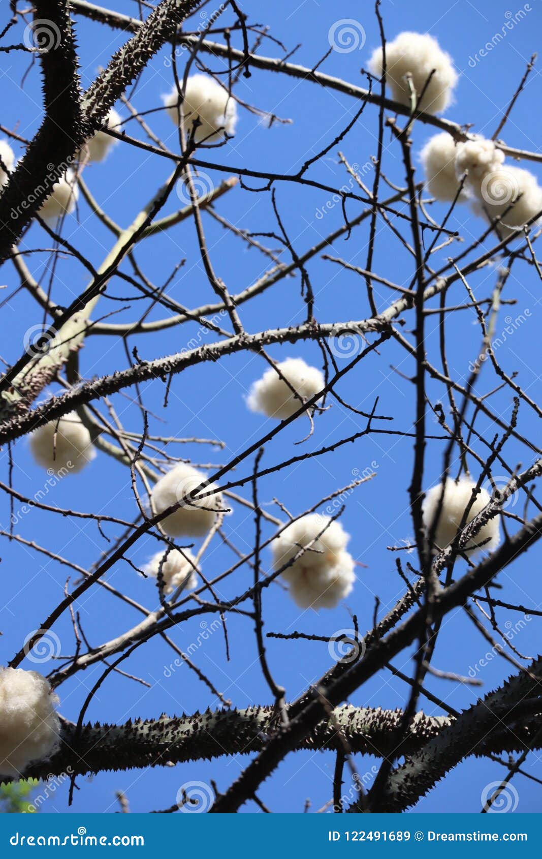 Cotton tree. stock image. Image of flower, cotton, mexico 122491689