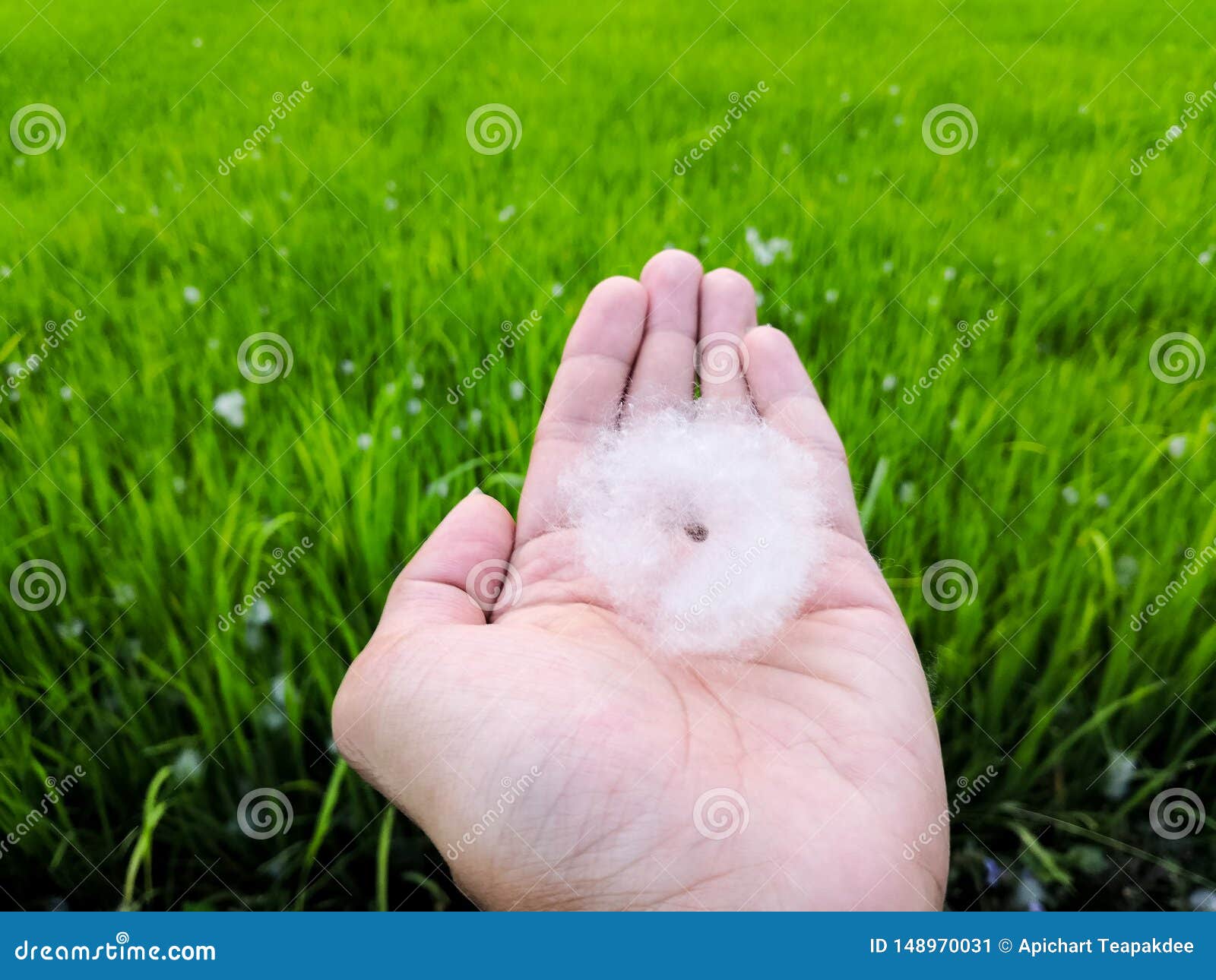 Cotton Tree Seed Cover by Fluffy Cotton Ball Stock Image Image of
