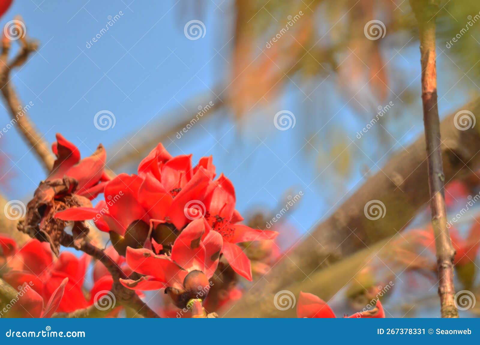 Cotton Tree Seen in HK with Flowers Which Bloom Stock Image Image of