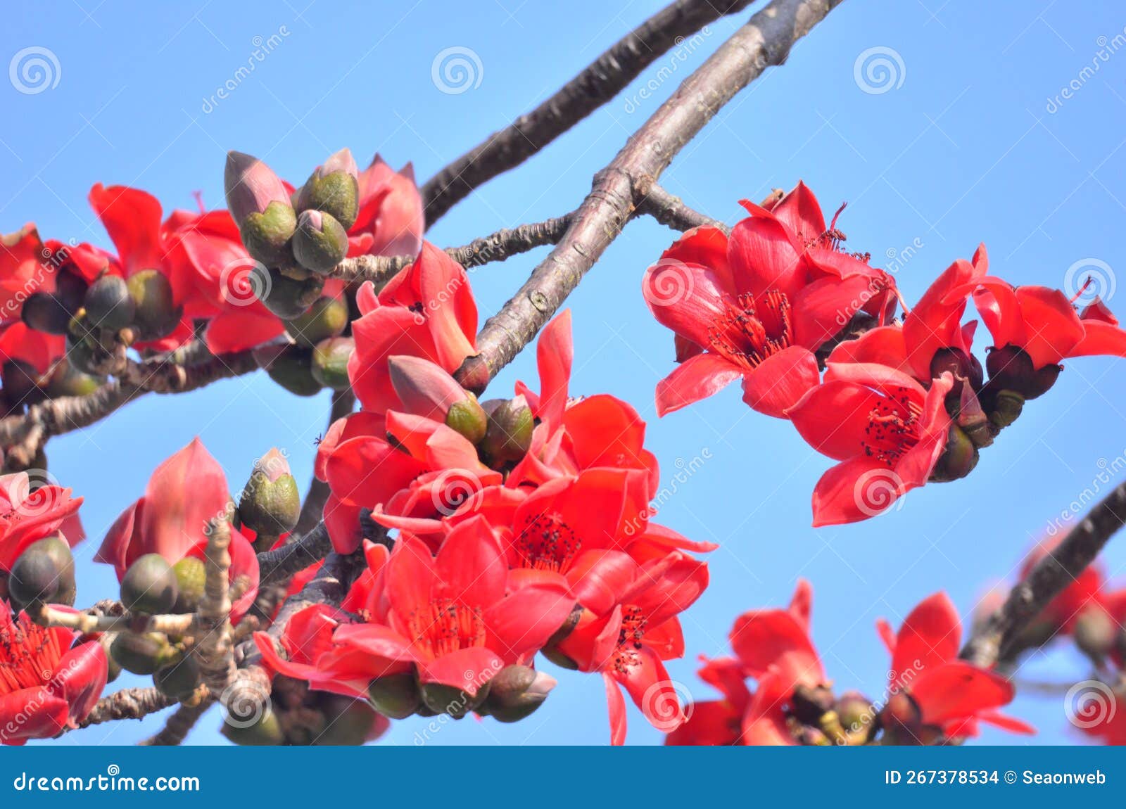 Cotton Tree Seen in HK with Flowers Which Bloom Stock Photo Image of