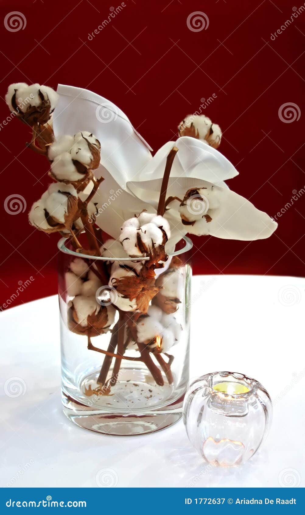 Cotton in vase stock image. Image of plant, vogue, home 1772637