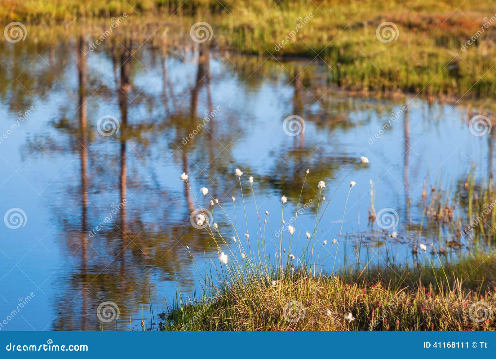 Cottongrass at the pond stock image. Image of pond, nature 41168111