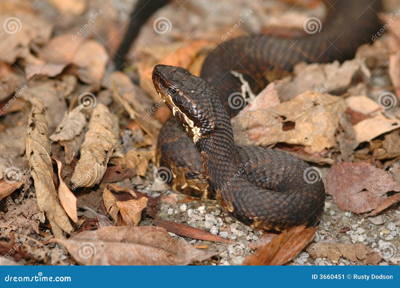 Cottonmouth Picture. Image 3660451