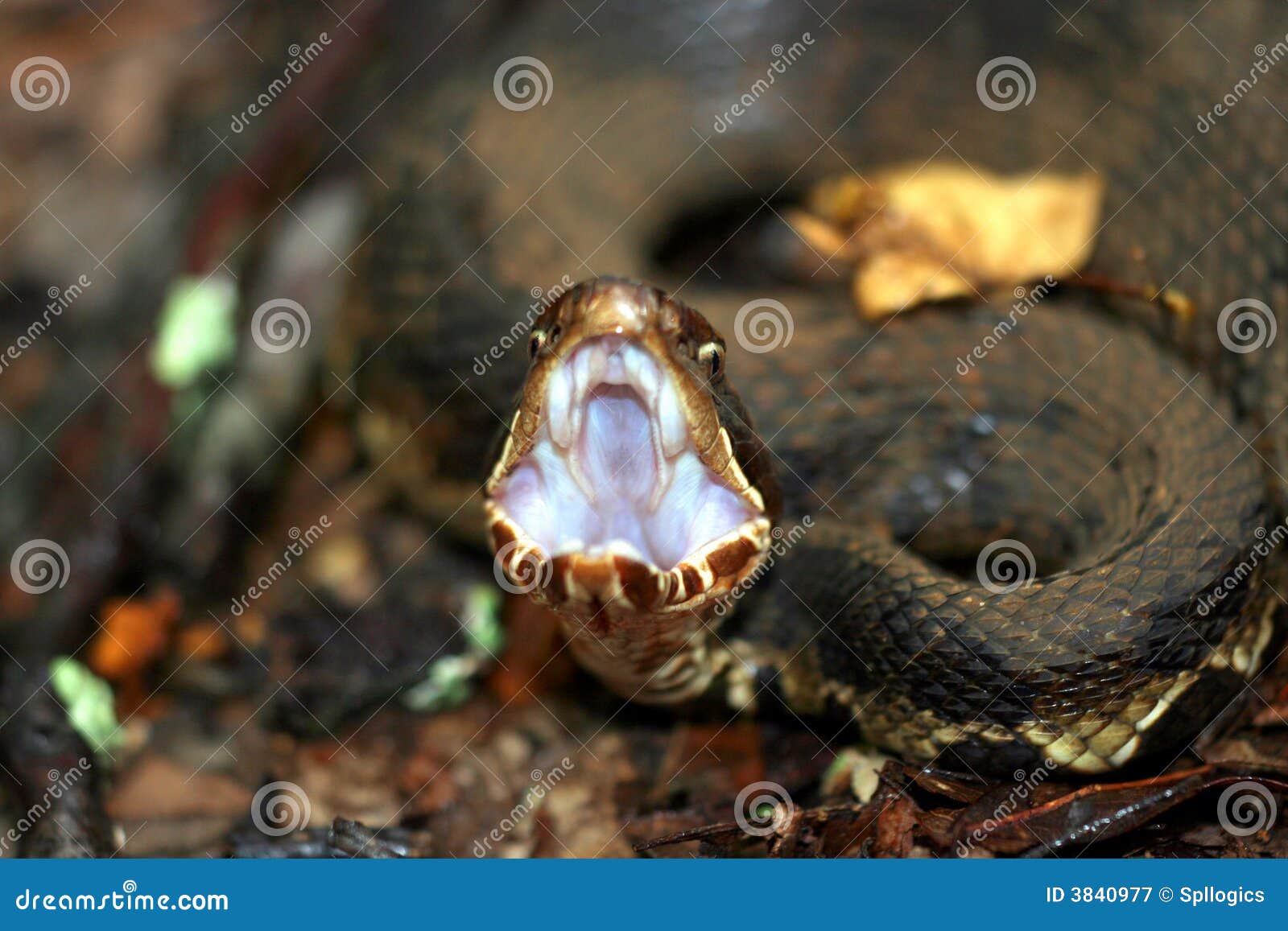 Cottonmouth stock image. Image of reptile, scales, cottonmouth 3840977