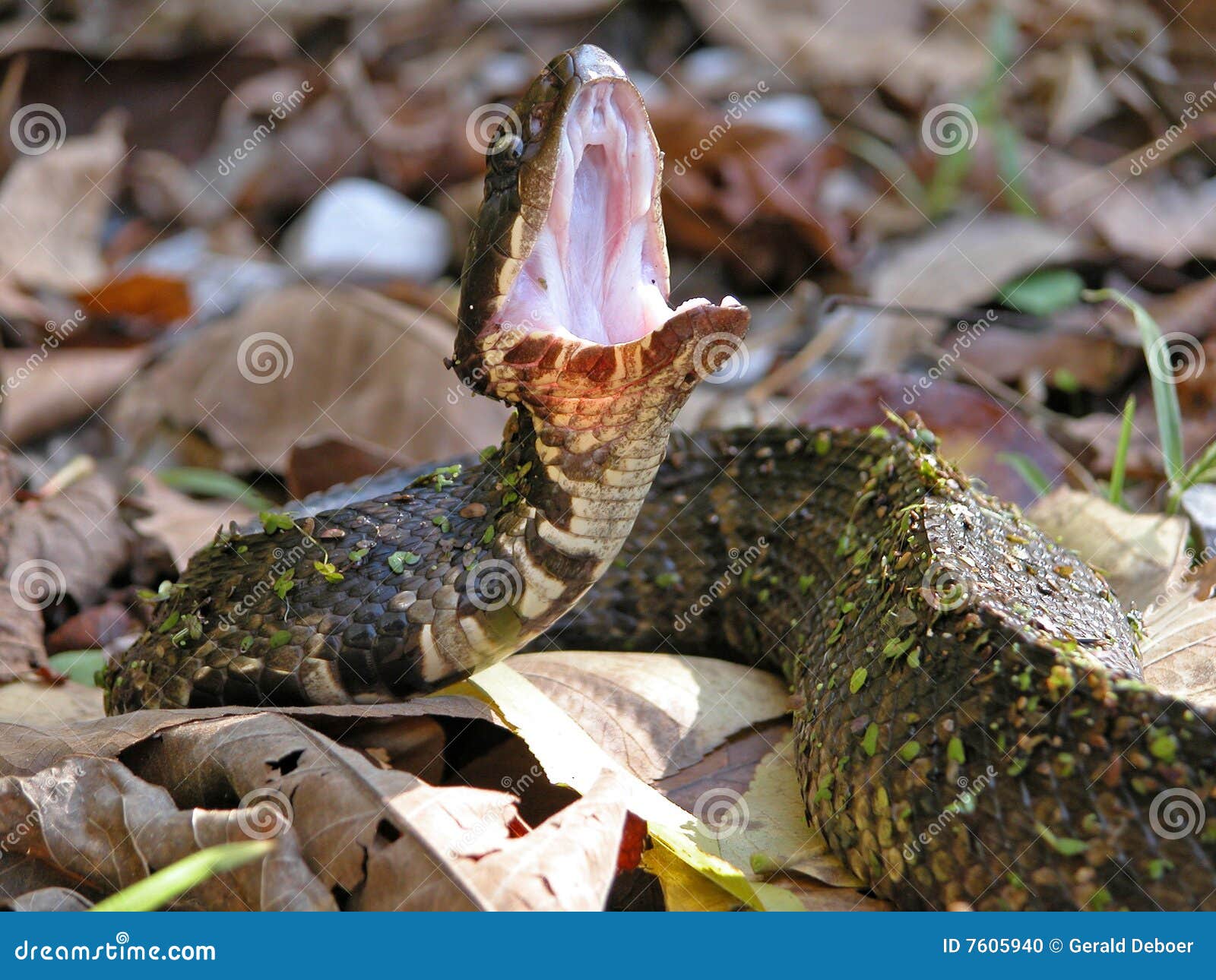 Cottonmouth stock photo. Image of defensive, marshes, piscivorus 7605940