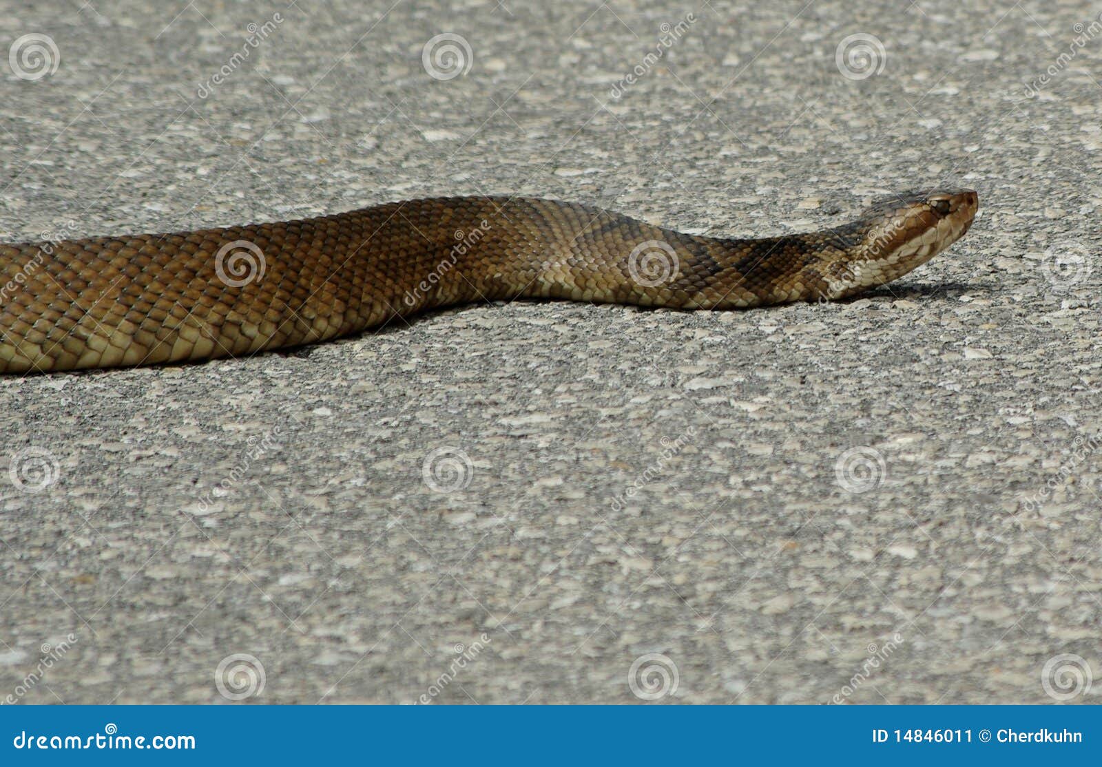 Cottonmouth Water Moccasin Stock Image 46449151