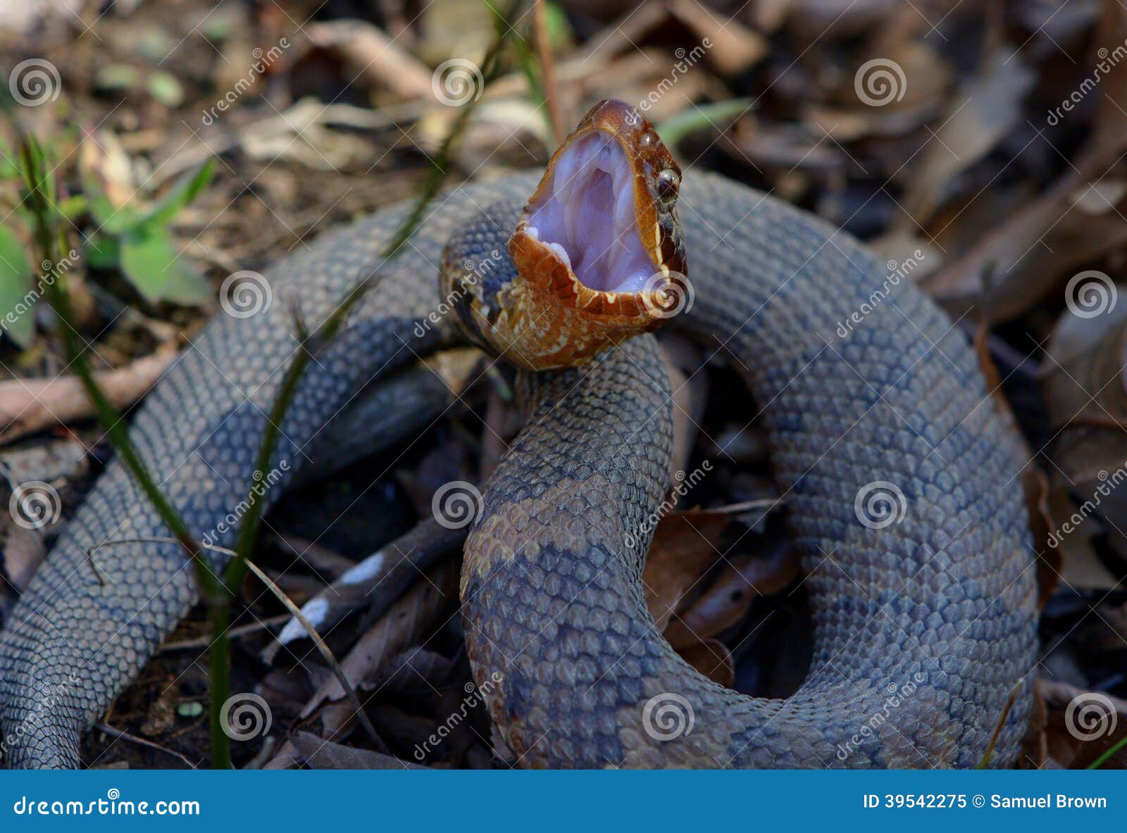 Cottonmouth display stock image. Image of reptile, defense 39542275