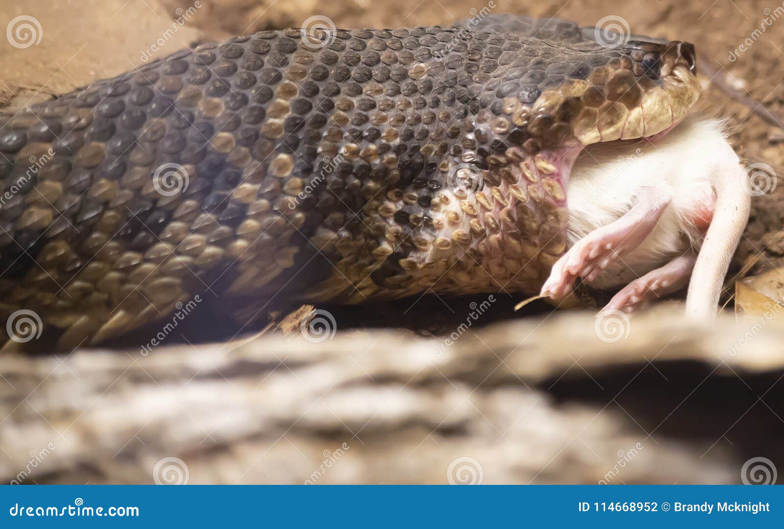 Cottonmouth Que Come O Rato Foto de Stock Imagem de ambiente, horror