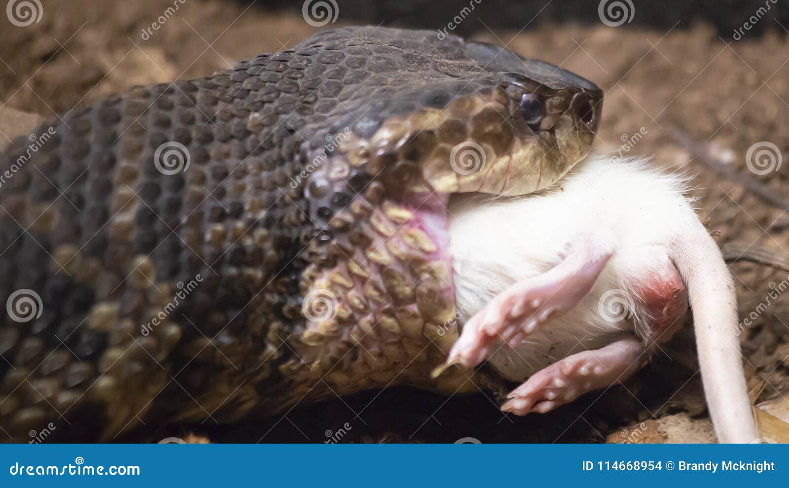 Cottonmouth Que Come O Rato Foto de Stock Imagem de roedor, pets