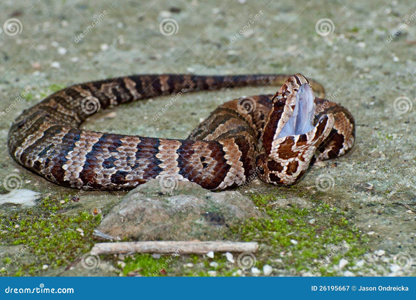 cottonmouth snake (agkistrodon piscivorus)