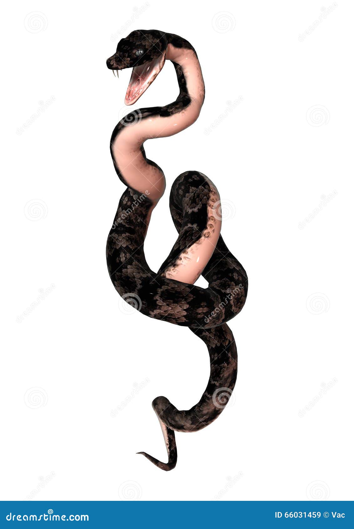 Cottonmouth Snake on White stock illustration. Illustration of viper
