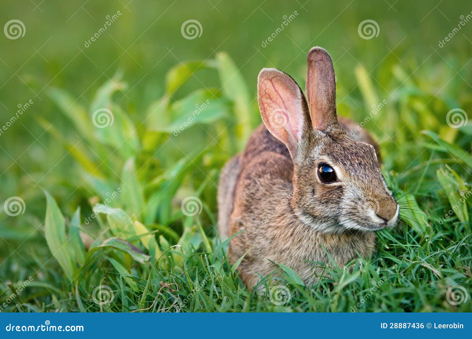 Cottontail Bunny Rabbit Eating Grass Stock Photo Image of garden