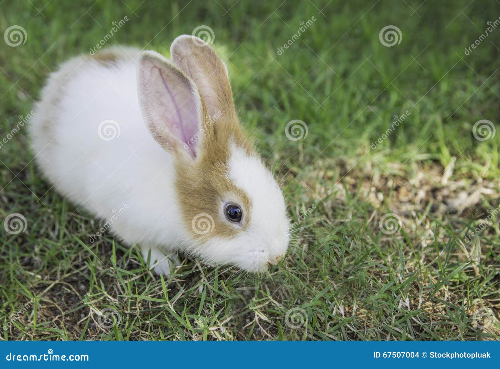 Cottontail Bunny Rabbit Eating Grass in the Garden Stock Photo Image of green, cute 67507004