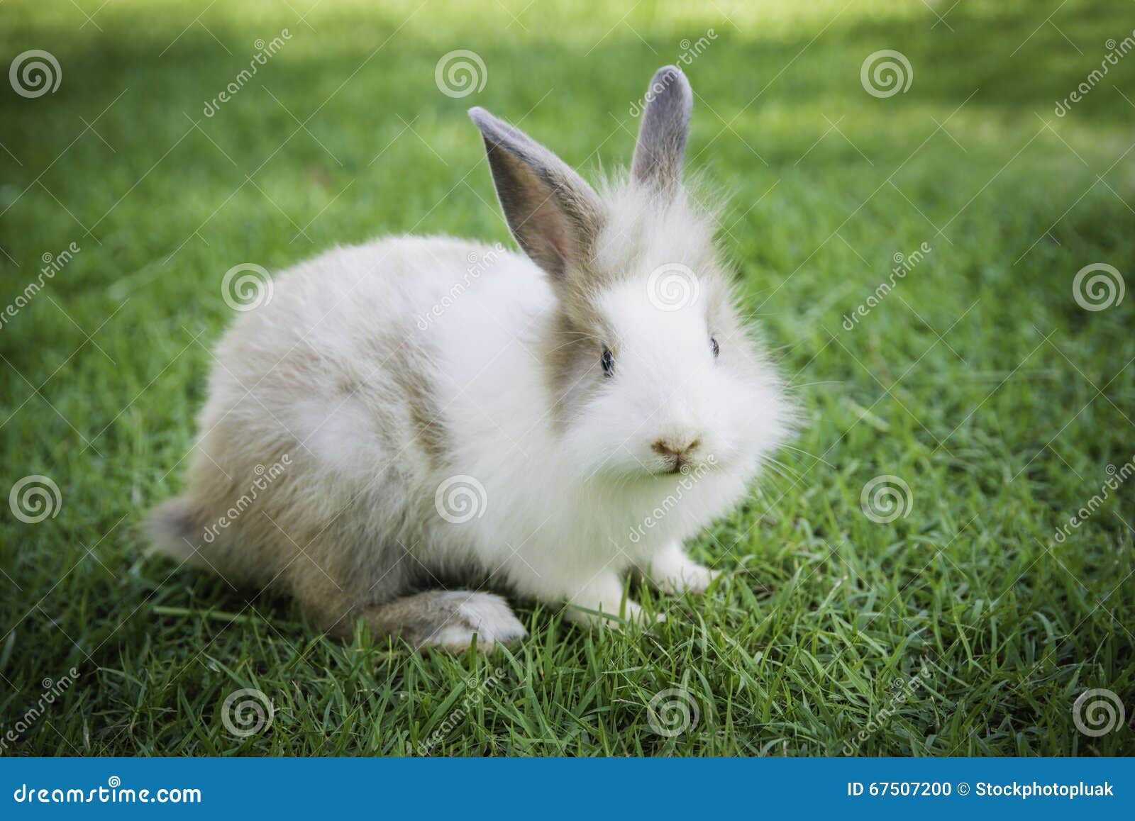Cottontail Bunny Rabbit Eating Grass in the Garden Stock Photo Image of curiosity, cinnamon
