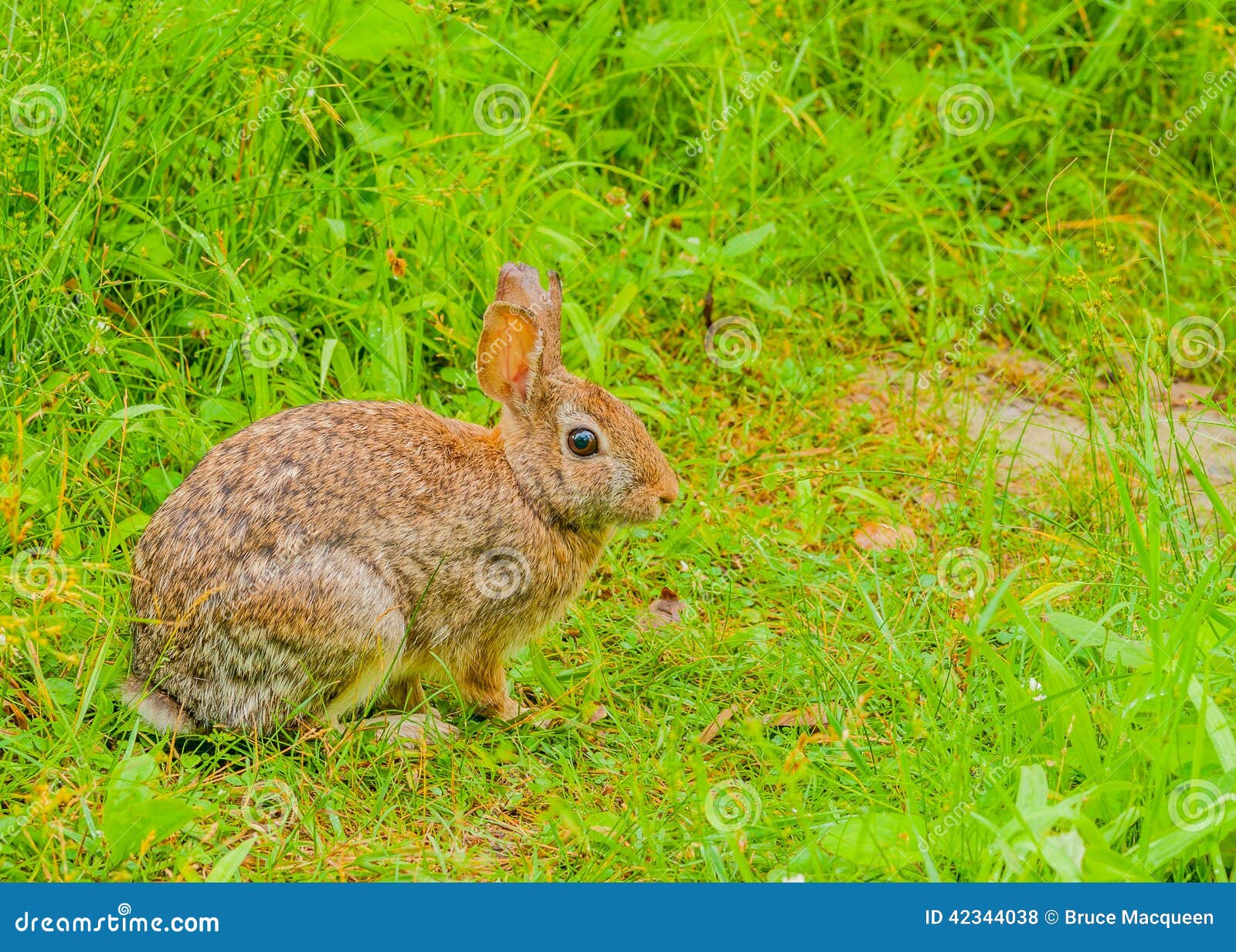 Cottontail królika obsiadanie na footpath patrzeje w drewna