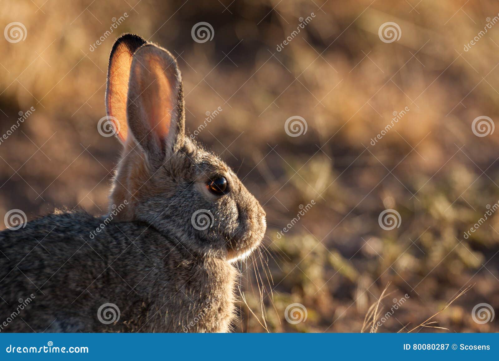 Cottontail Rabbit Backlit stock image. Image of cute 80080287
