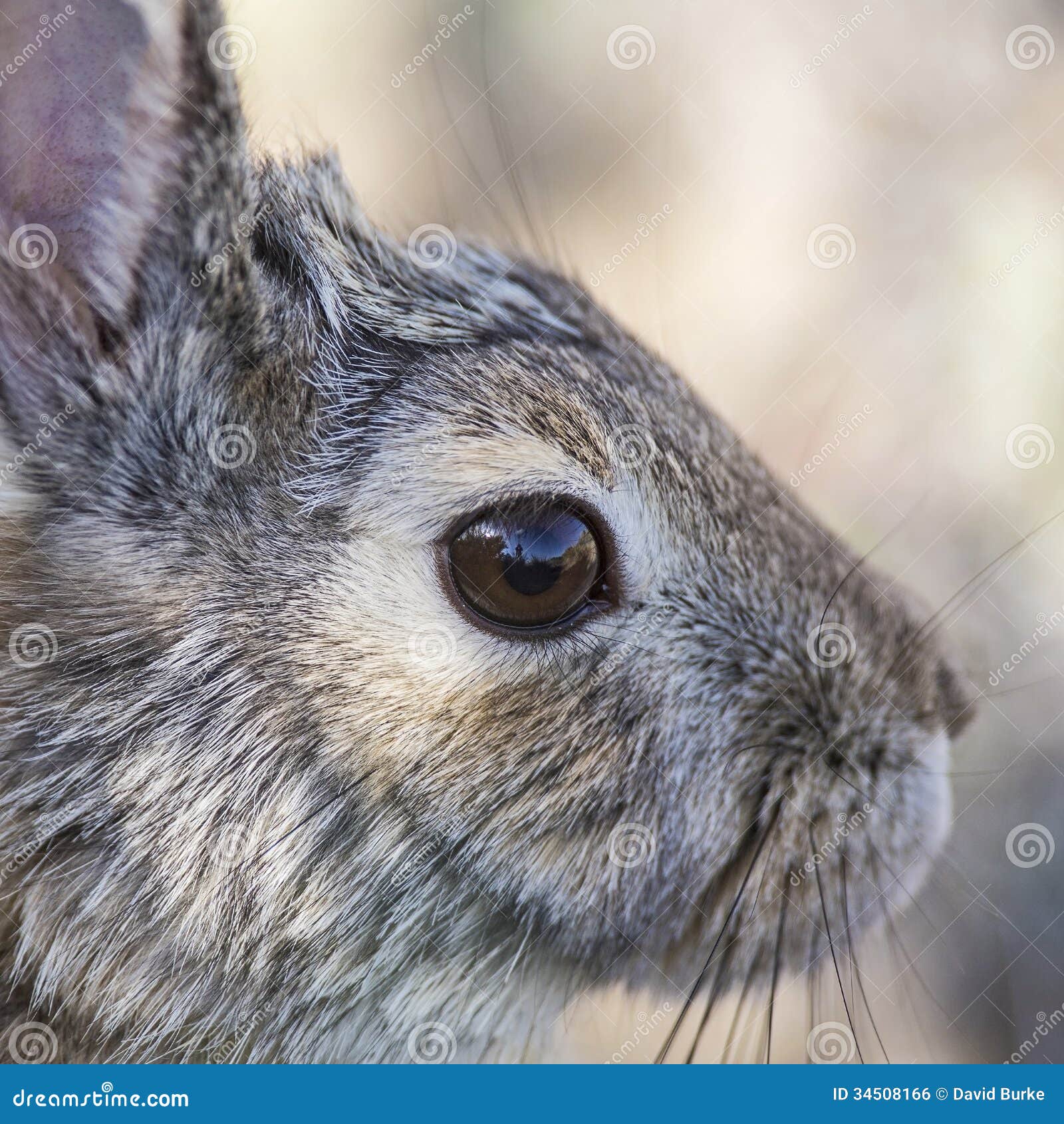 Cottontail Rabbit Closeup Of Eye Stock Photo Image Of Cottontail