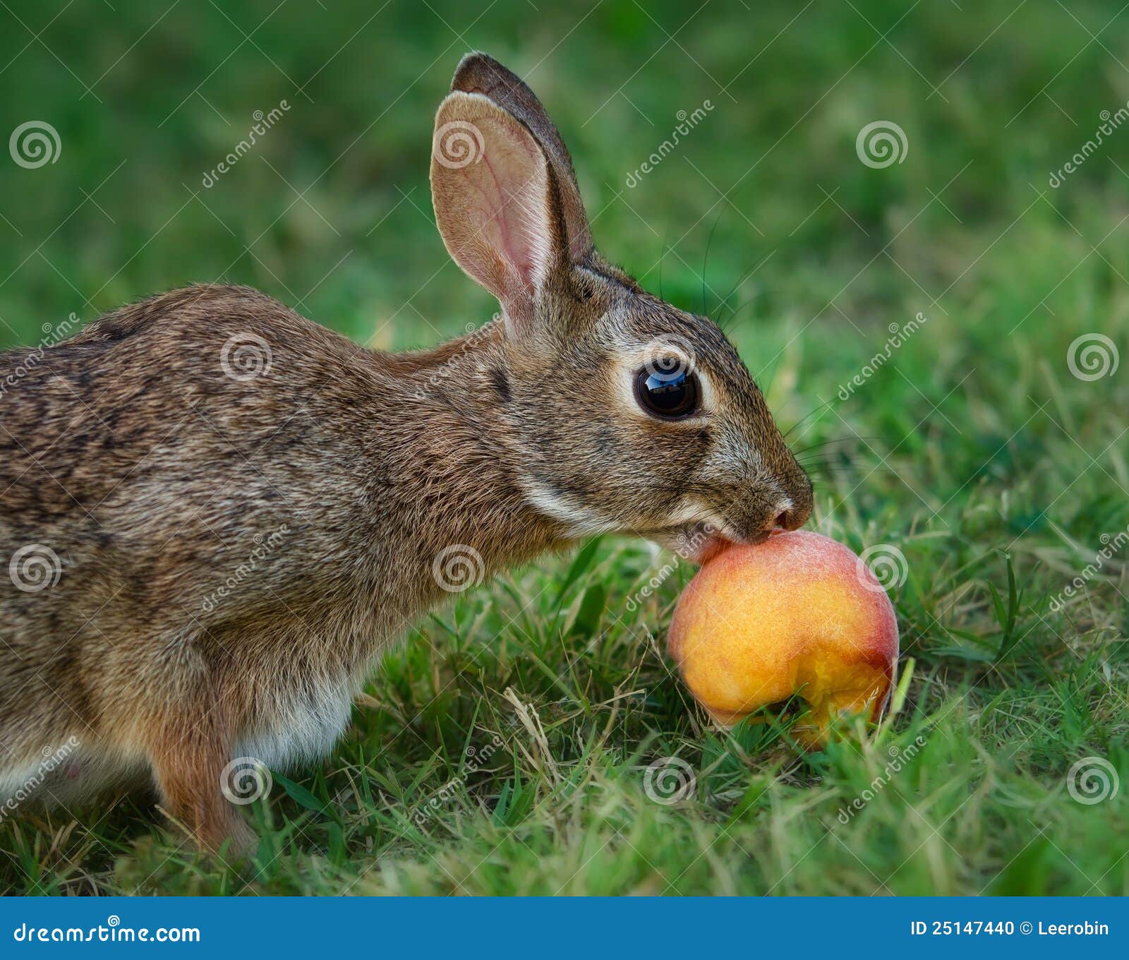 Cottontail rabbit eating stock photo. Image of gray, brown 25147440