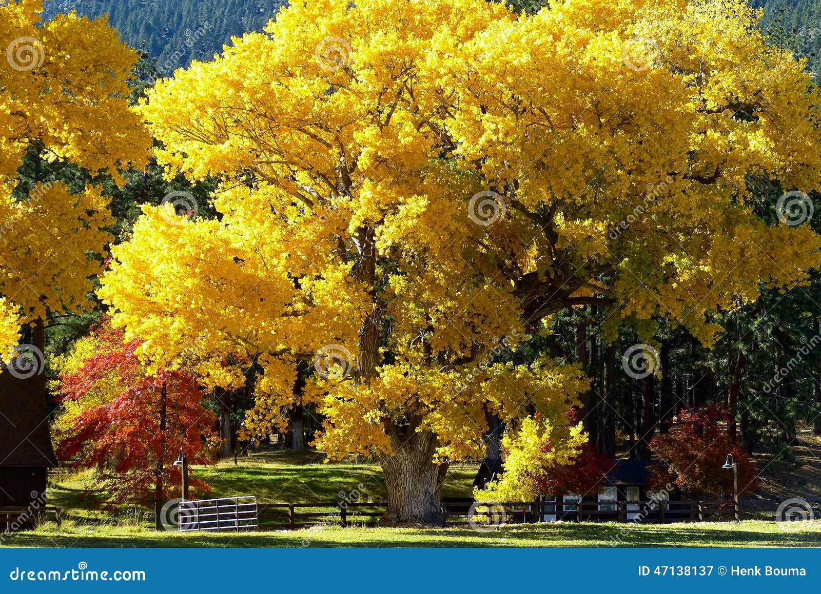 Cottonwood in the fall stock image. Image of tree, nevada 47138137