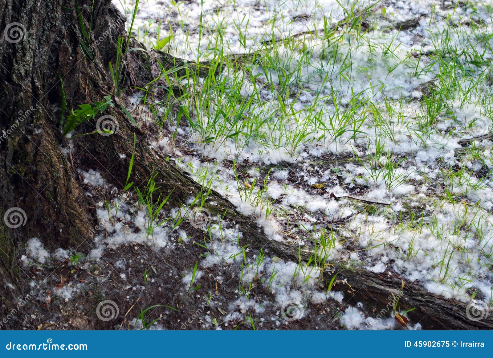 Cottonwood fluff stock image. Image of grass, russia 45902675