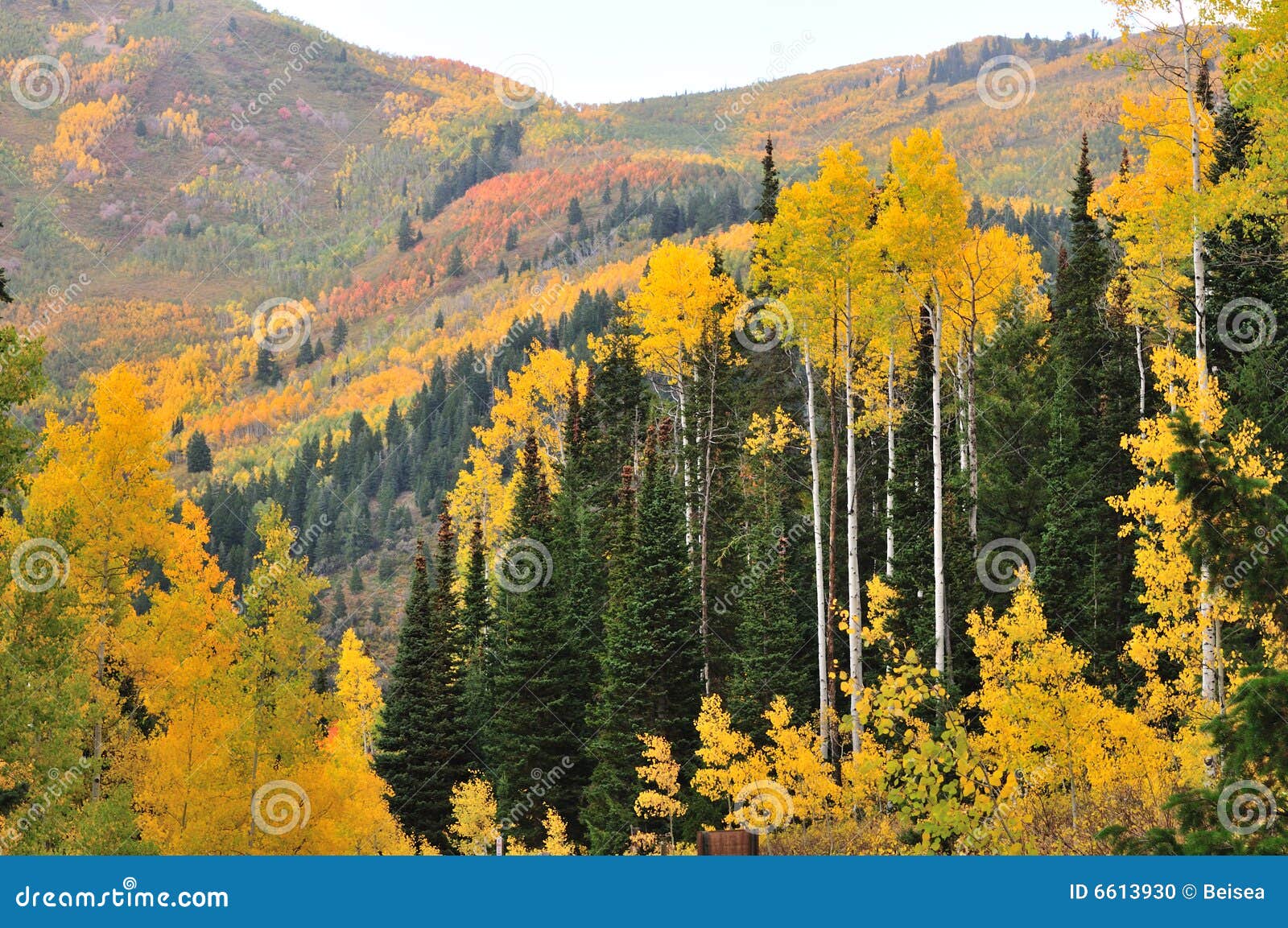 cottonwood in the mountains