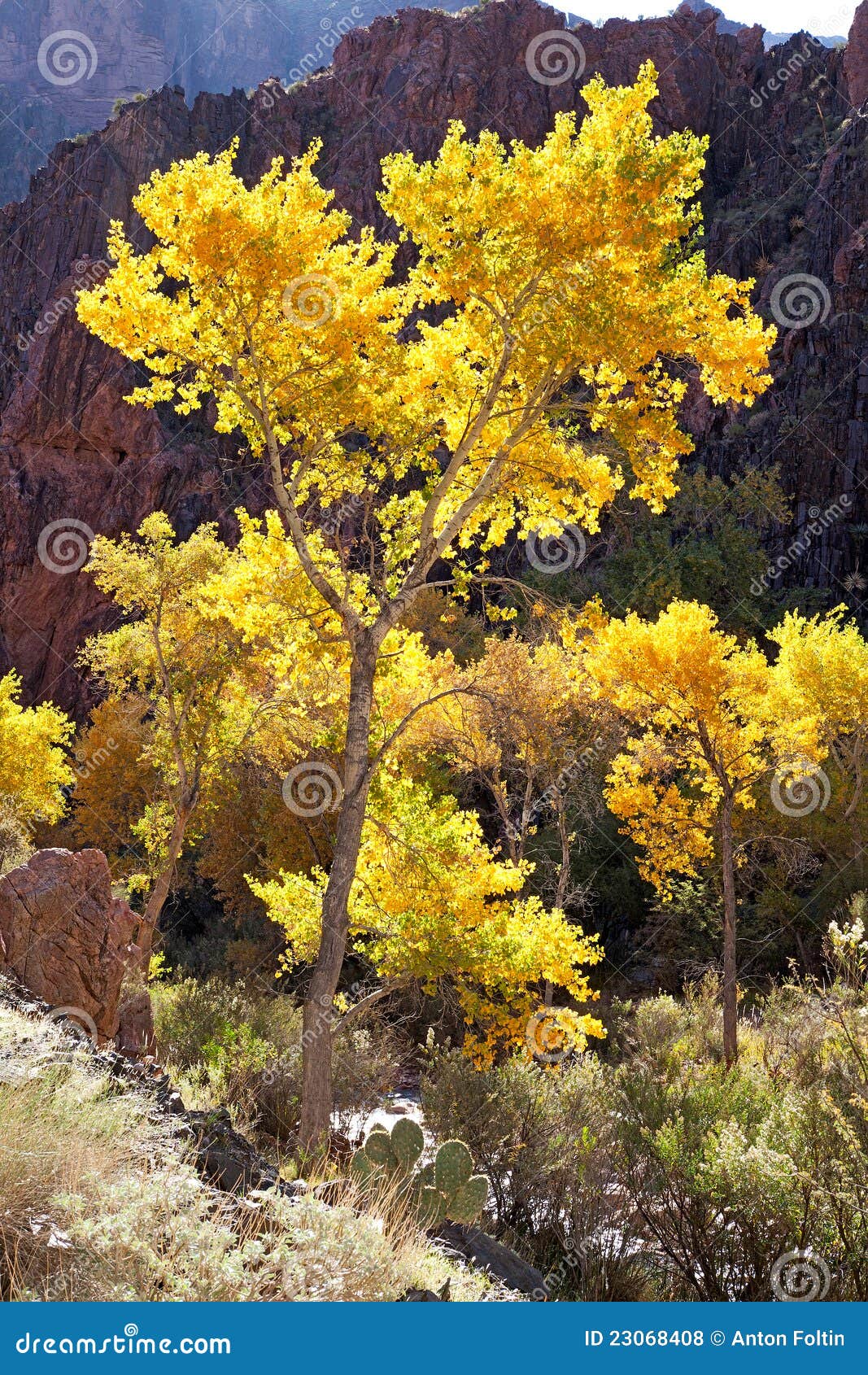 cottonwood tree