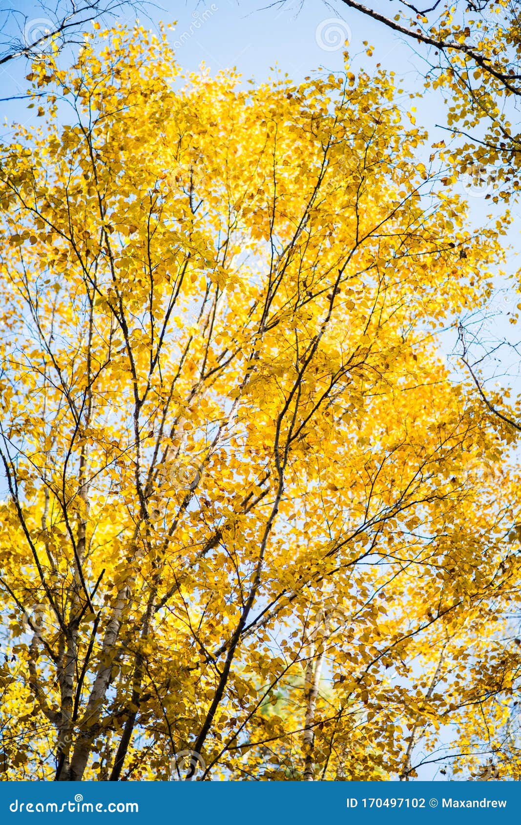 Cottonwood Tree Branches with Beautiful Golden Leaves Stock Photo ...