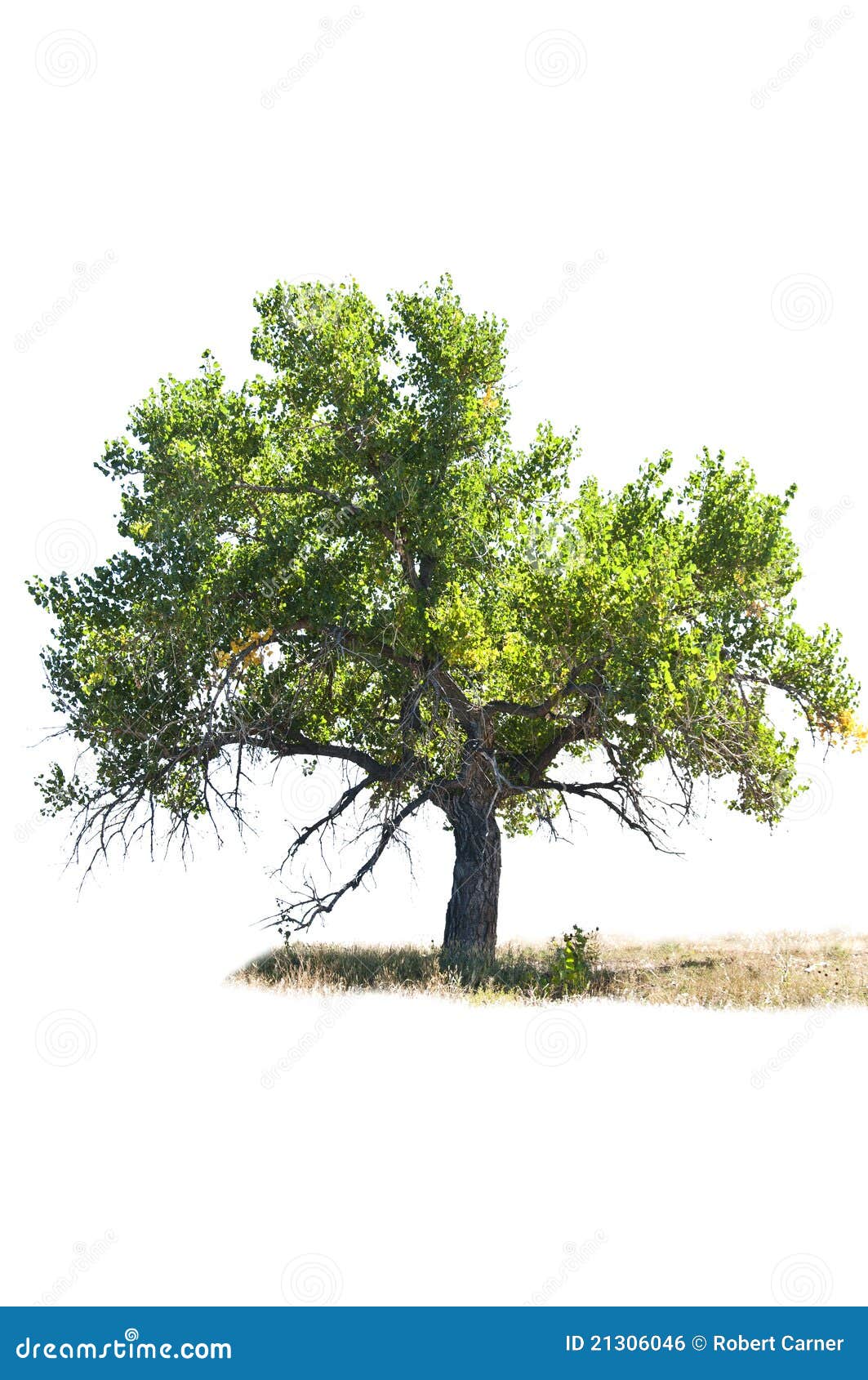 cottonwood tree  on white