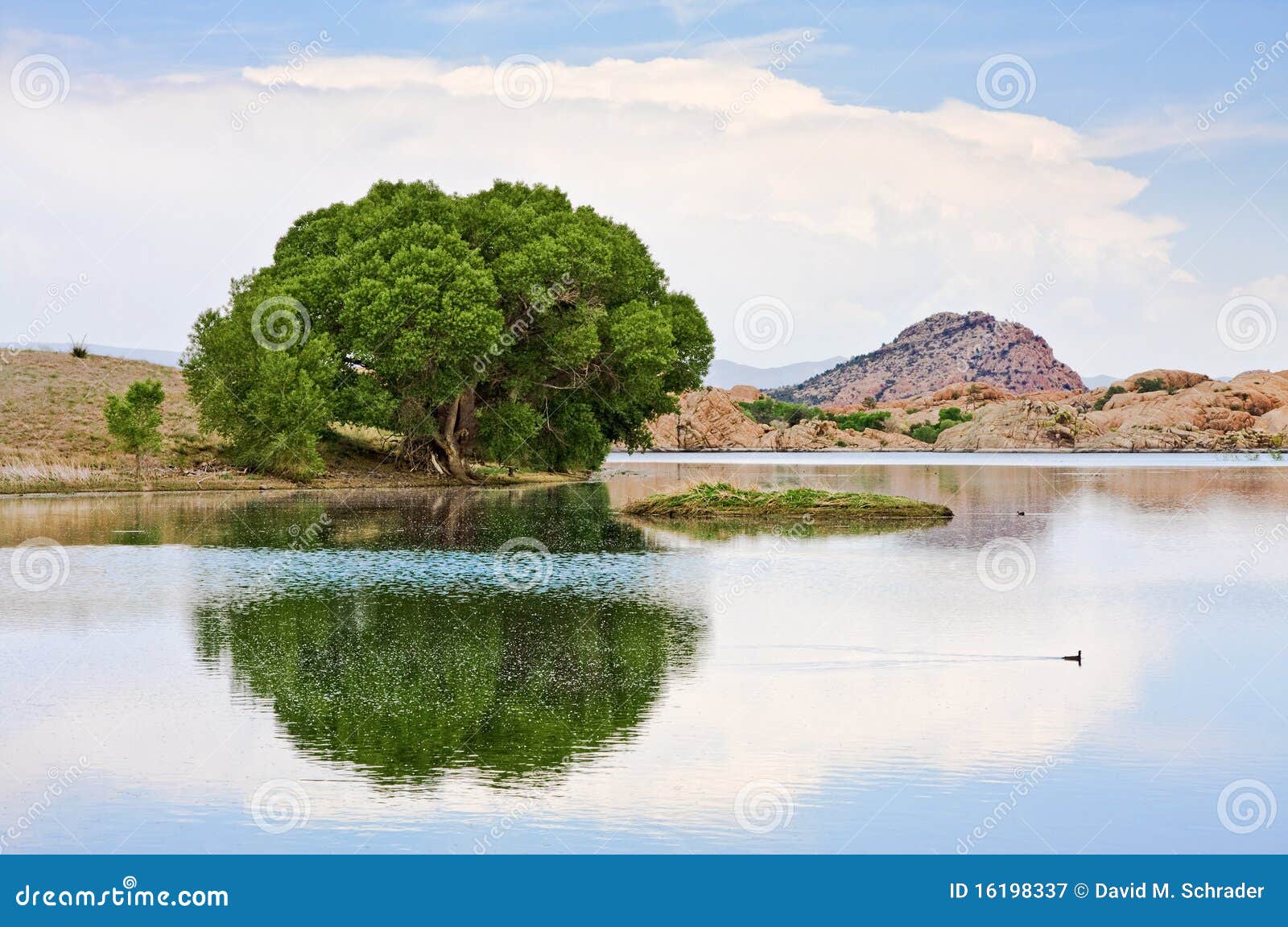 Cottonwood Tree and Lake stock image. Image of peaceful 16198337
