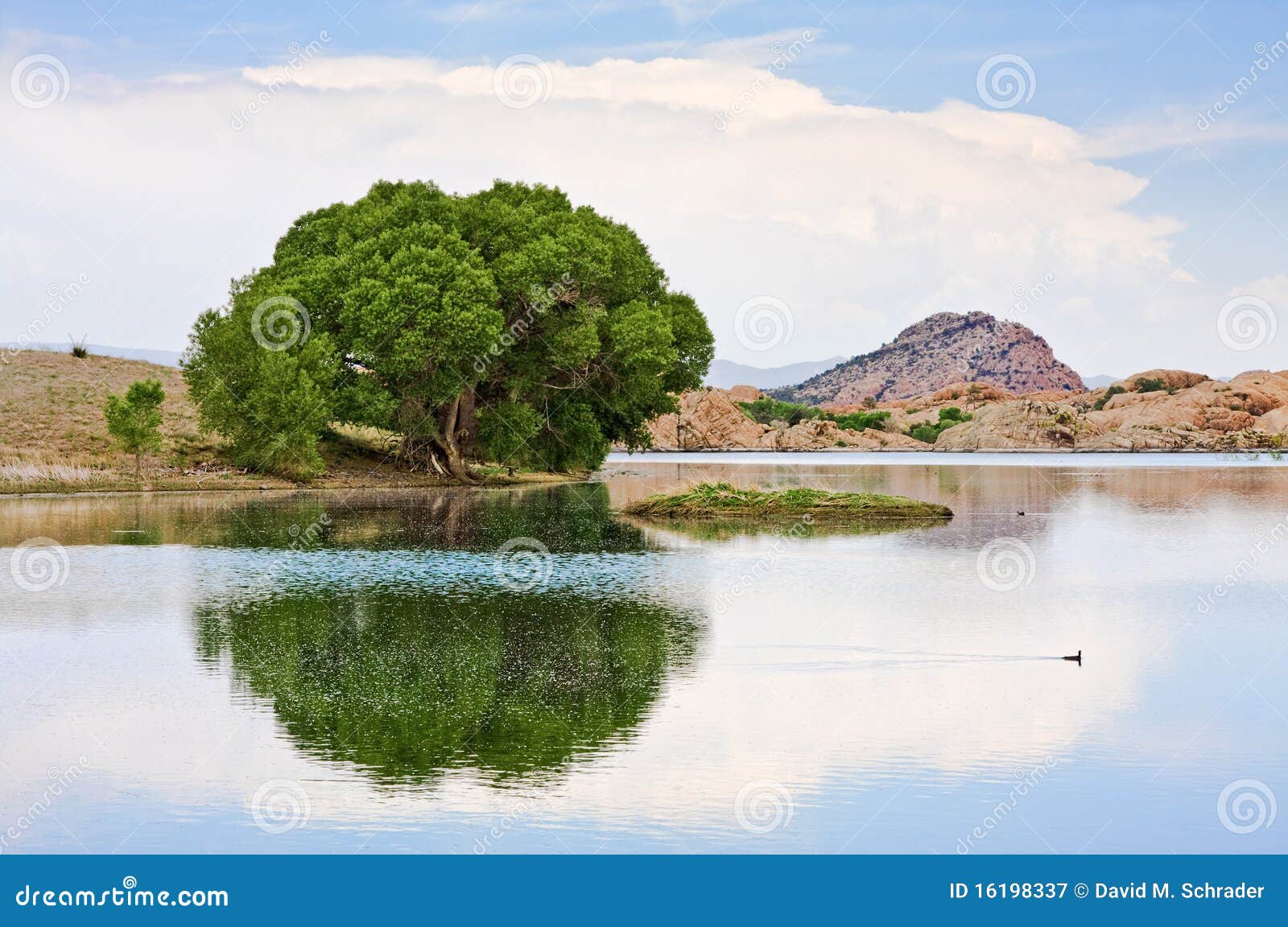 cottonwood tree and lake