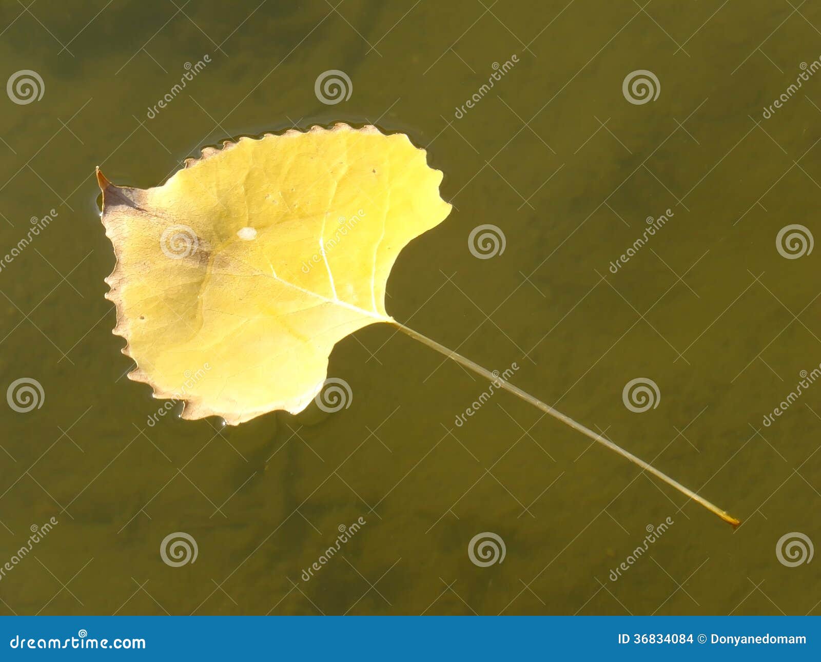Cottonwood Tree Leaf Floating in Water Stock Photo Image of nature