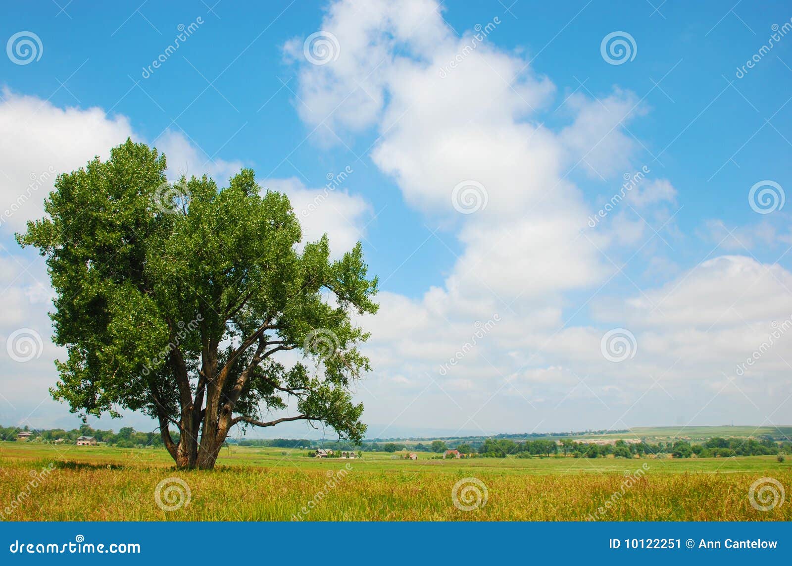 Cottonwood Tree in a Rural Field Stock Image Image of cottonwood